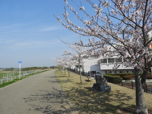 水戸に移植された桜 - ぶらっと 水戸