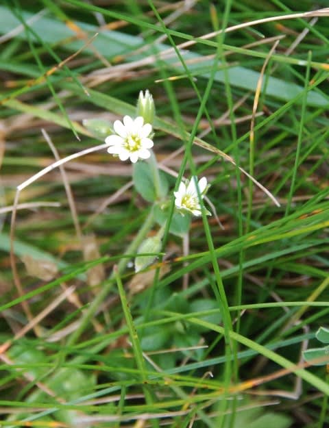 北海道の花 オオバナミミナグサ 井伊影男の植物観察