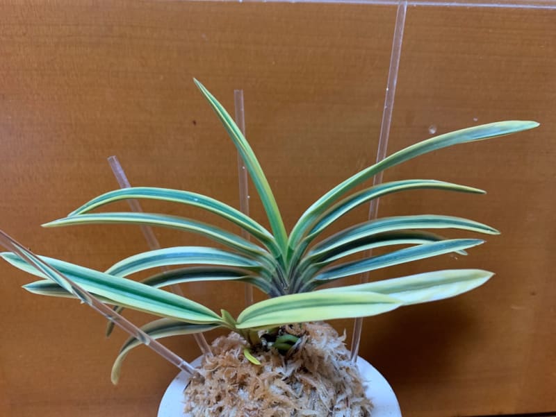 天橋系満月 A - 純風満蘭 富貴蘭・風蘭ブログ 着生蘭よもやま話 天橋系満月 A - 純風満蘭 富貴蘭・風蘭ブログ 着生蘭よもやま話