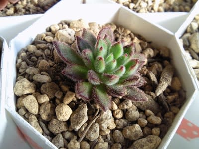 プルビナータ フロスティ エケベリア Echeveria Pluvinata