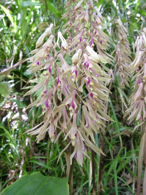 期間限定お買い得商品 |  通販 サイハイラン！ - 金剛山四季の花 自然科学と技術