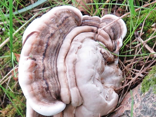 □Fomitopsis pinicola (ツガサルノコシカケ)