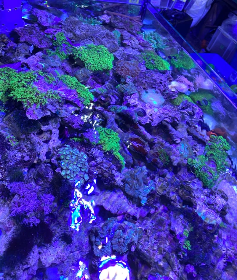 ファッション好きが選ぶ人気ブランドランキング スターポリプなど買取りサンゴ モンスターアクアリウム - 海水魚用品