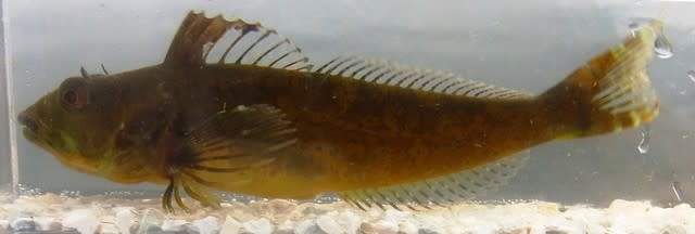 アマモ場の小さな生き物たち ｜ 東京ズーネット