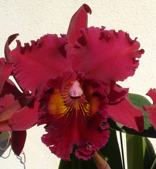 ◇Rlc. Shinfong Crown'General #1' - カトログ !! ～ カトレヤ