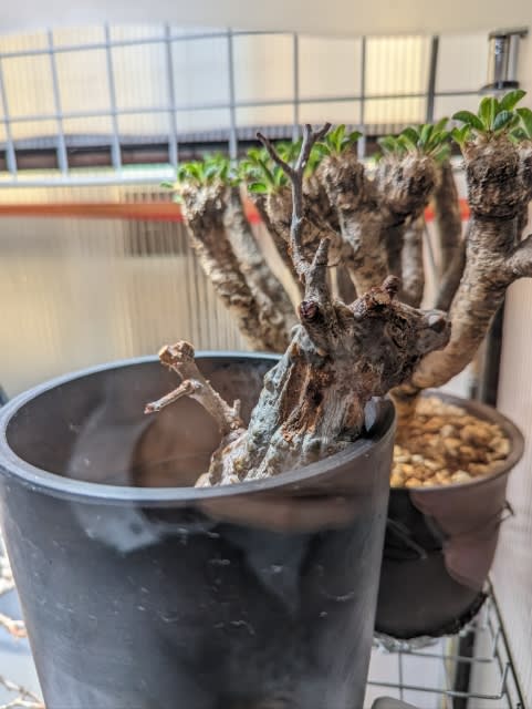 オペルクリカリア・パキプス発根管理 〜19日目〜 - 好きなこと オペルクリカリア・パキプス発根管理 〜19日目〜 - 好きなこと