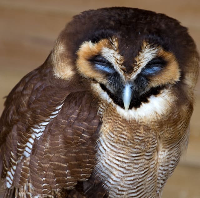 オオフクロウ Brown Wood Owl (Strix leptogrammica) - 清水正廣 オオフクロウ Brown Wood Owl (Strix leptogrammica) - 清水正廣