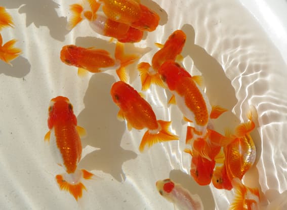 10月21日 宇野系らんちゅう当歳魚 - 趣味のいきもの飼育雑記