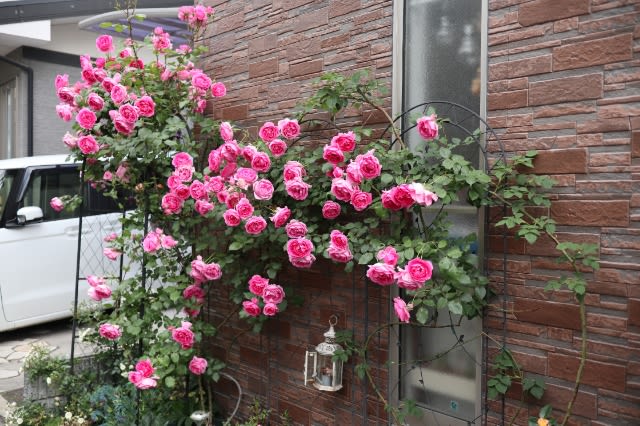 病気に強いつるバラ パレード お庭がなくても薔薇に囲まれて暮らしたい