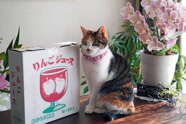 琥珀色のりんごジュースで朝食を - セレナ日和