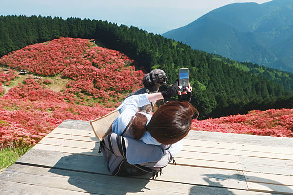 大和葛城山 自然ツツジ園 / ヨシさんの葛城古道の活動データ