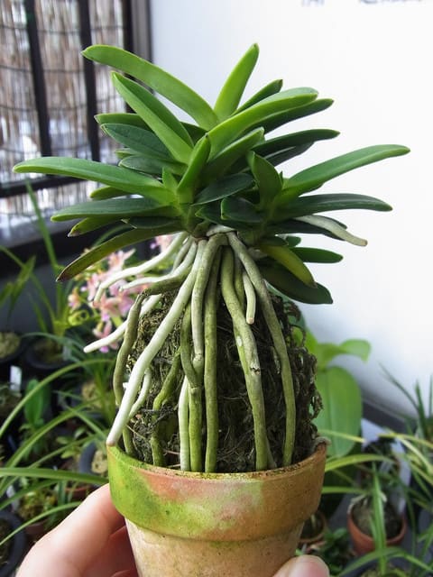 富貴蘭 「玉金剛」 (Vanda falcata 'Tamakongou') - ベランダ蘭