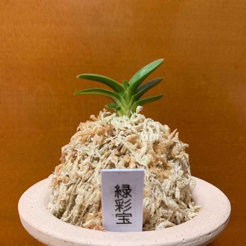 緑彩宝 - 純風満蘭 富貴蘭・風蘭ブログ 着生蘭よもやま話