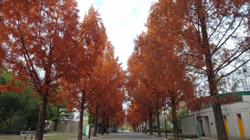 花博記念公園 鶴見緑地の紅葉 メタセコイア並木 ムネコマサン