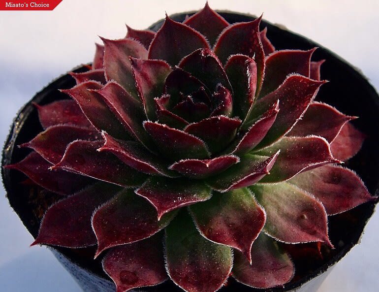 センペルビウム、新品種発売！ - 多肉植物専門店ビスタ公式