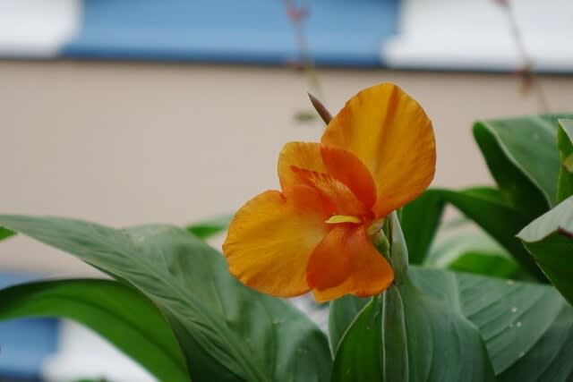 カンナ 〈オレンジ色の花〉 - 都内散歩 散歩と写真