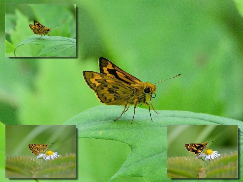 セセリチョウ科の仲間たち - 越中富山いろいろ紹介 セセリチョウ科の仲間たち - 越中富山いろいろ紹介