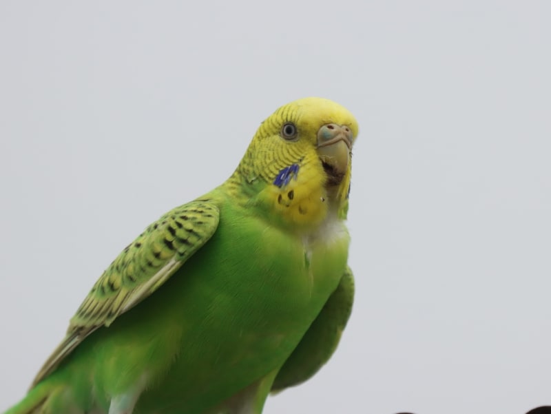 セキセイインコ、スズメの巣立ち雛、モズ - ひとり生物部