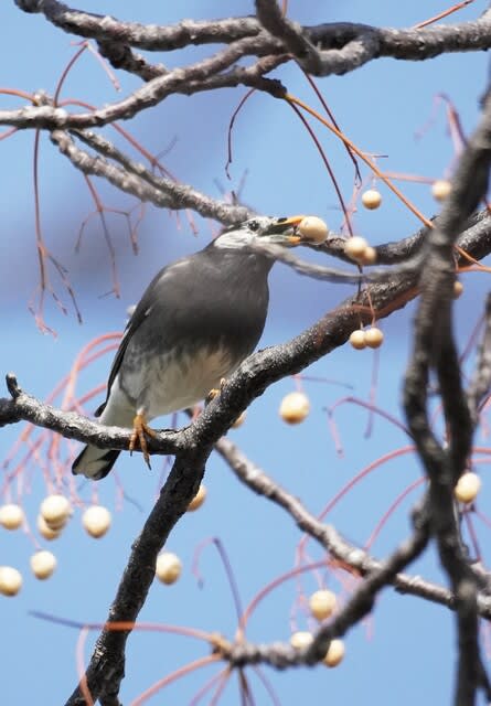 空を見上げて～枝にとまる鳥 - 四季の風にのって