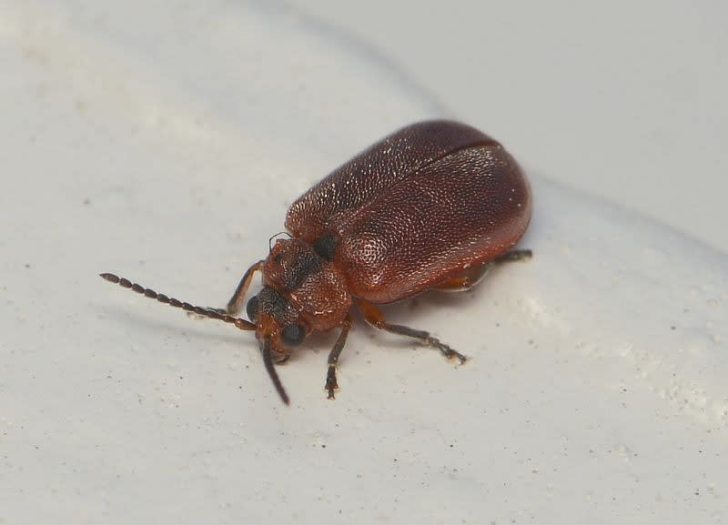 廊下のむし探検 甲虫 - 新「廊下のむし探検」