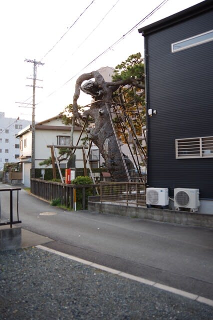 静岡県浜松市、東区天竜川町「法橋のマツ」（県指定）です！！ - ビーズうさぎのハナちゃんです！！