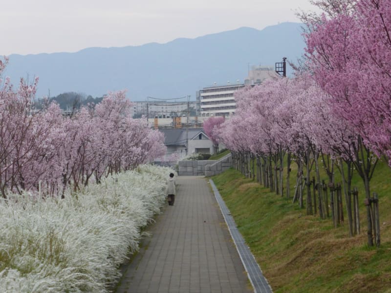 狭山池のコシノヒガン桜が満開！ - 富田林百景+ 「とんだばやし