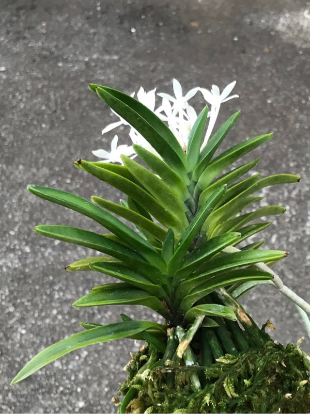 海皇丸 - 奥深い富貴蘭 海皇丸 - 奥深い富貴蘭