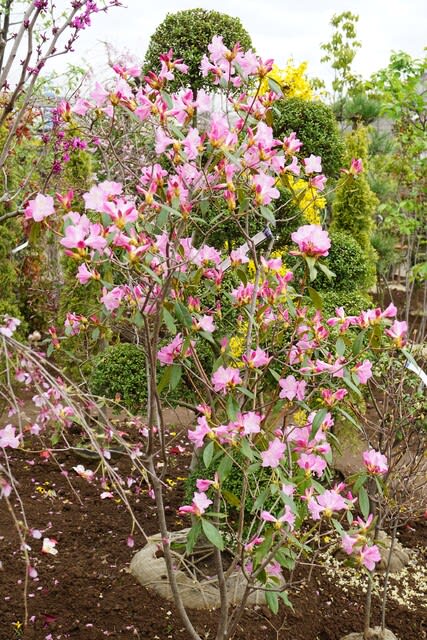 春の花：ツツジ'春一番' - 田舎へ行ってご／見てご！