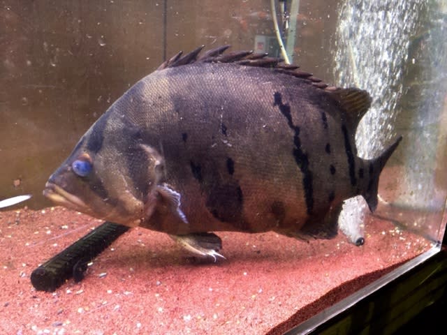 極上ダトニオ、引き取りました‼️ | TWOSUNの生き物達と中の人の