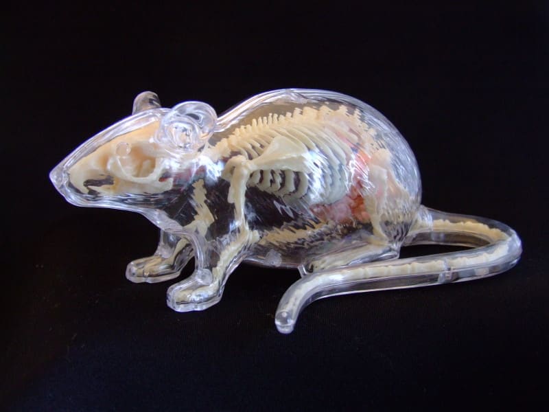 マウス ネズミ 骨格標本 - 置物