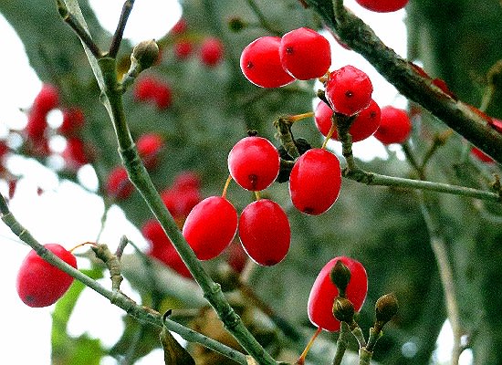 初冬の赤い実達、ヒヨドリジョウゴ、チェッカベリー、サンシュユ、他。 - 花と徒然なるままに