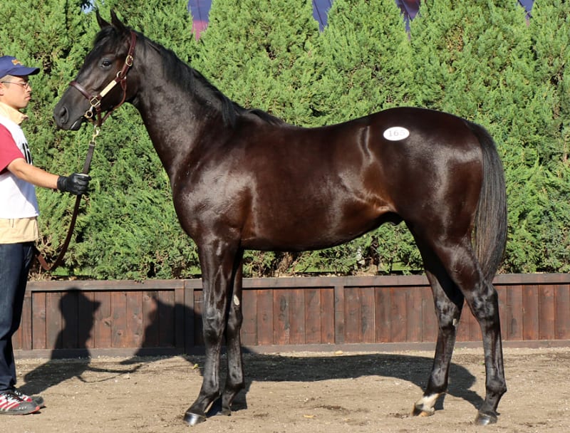G1馬 ラキシス 実使用 調教ゼッケン 競馬 ウマ娘 ディープ G1馬 ラキシス 実使用 調教ゼッケン 競馬 ウマ娘 ディープ
