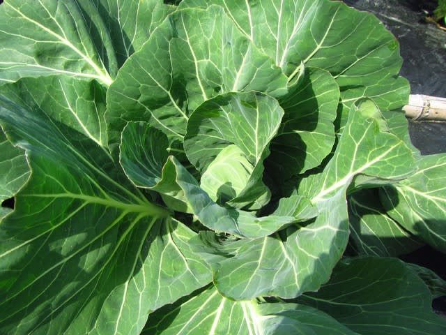 送料無料 通販  春キャベツ「春ひかり七号」、爆発！ 大好き！野菜の時間 - 食器