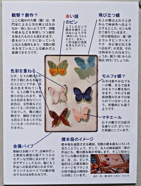 激レア希少　モルフォ蝶 標本 激レア希少 モルフォ蝶 標本 激レア希少モルフォ蝶 標本