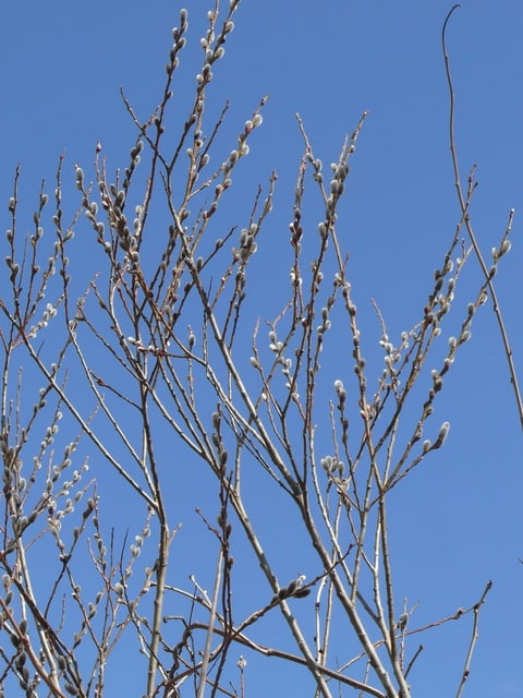 ネコヤナギ（猫柳） 2021年3月8日（月） - peaの植物図鑑