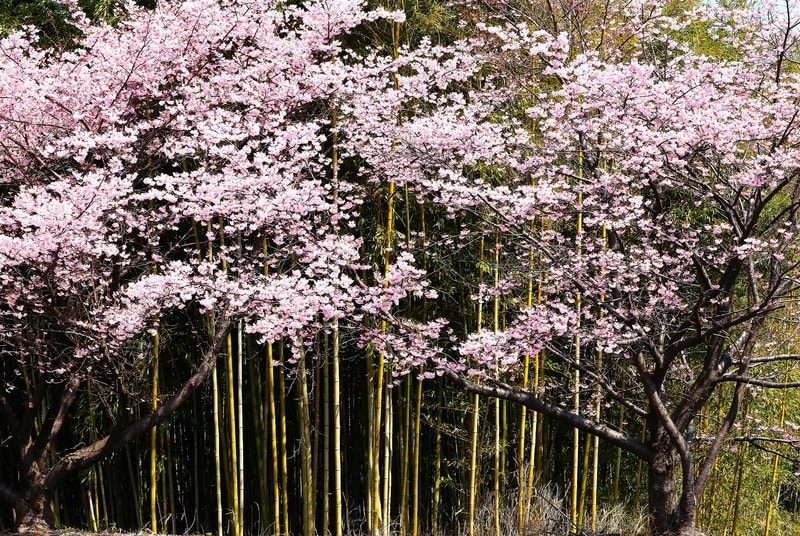 河津桜 満開 - 風景写真春秋