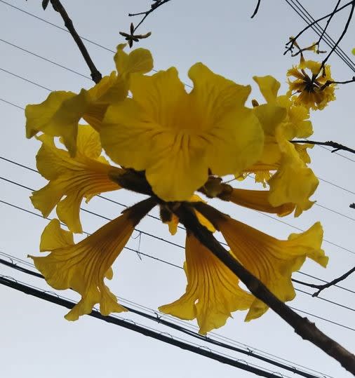 ブラジルの国花 イペー - お花大好き 野鳥大好き