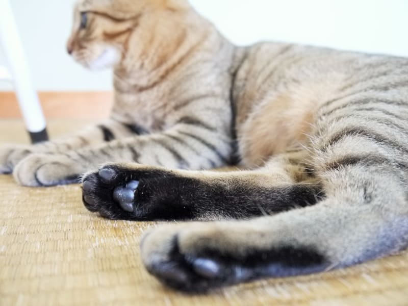 肉球 Part２ たんば保護猫お見合い所
