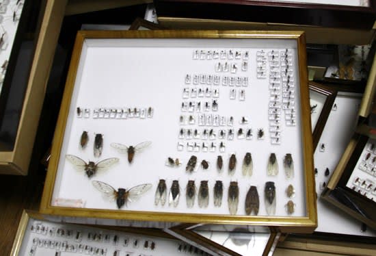 引越し 「標本箱の行方~」 - ブログタイトルが頻繁に変更された 引越し 「標本箱の行方~」 - ブログタイトルが頻繁に変更された
