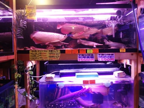 下取り沢山 土日特売デー - アクアズ 店長ブログ