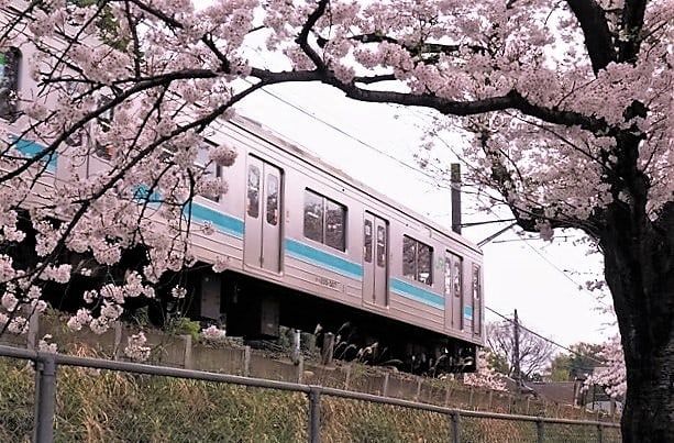 相模線が走る桜並木路を散策 - メタボ君の自由・気ままな人生