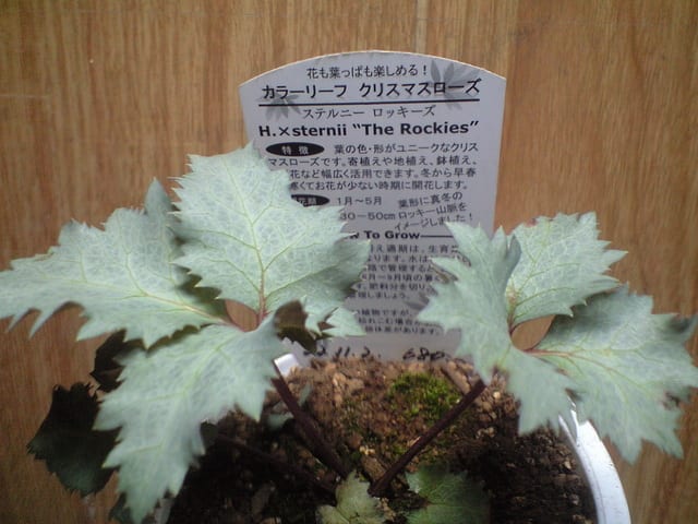 ちょっと変わり種のクリロです - 新へそ曲がりおじさんの花便り ちょっと変わり種のクリロです - 新へそ曲がりおじさんの花便り