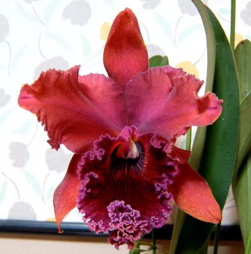 Blc. Chia Lin 'Shin Shyn' 開花し始めました！ - カトログ