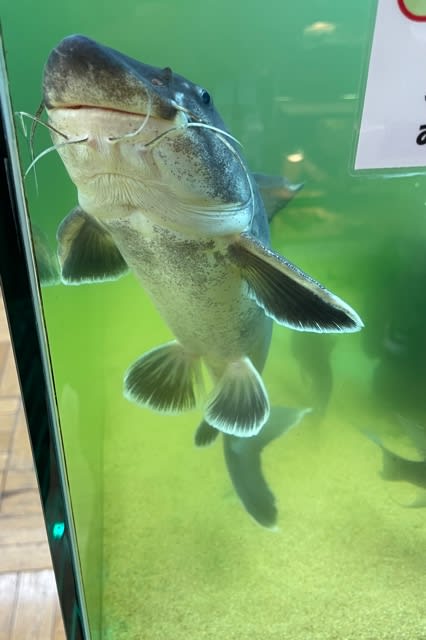 スタージョンシーキャット - 店長今日の一撮 2