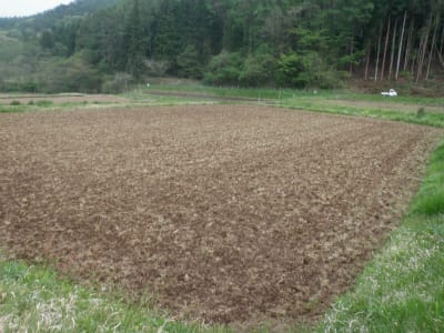 緑肥作物で元田んぼの粘土土質を改良 - 無農薬・自然菜園（自然