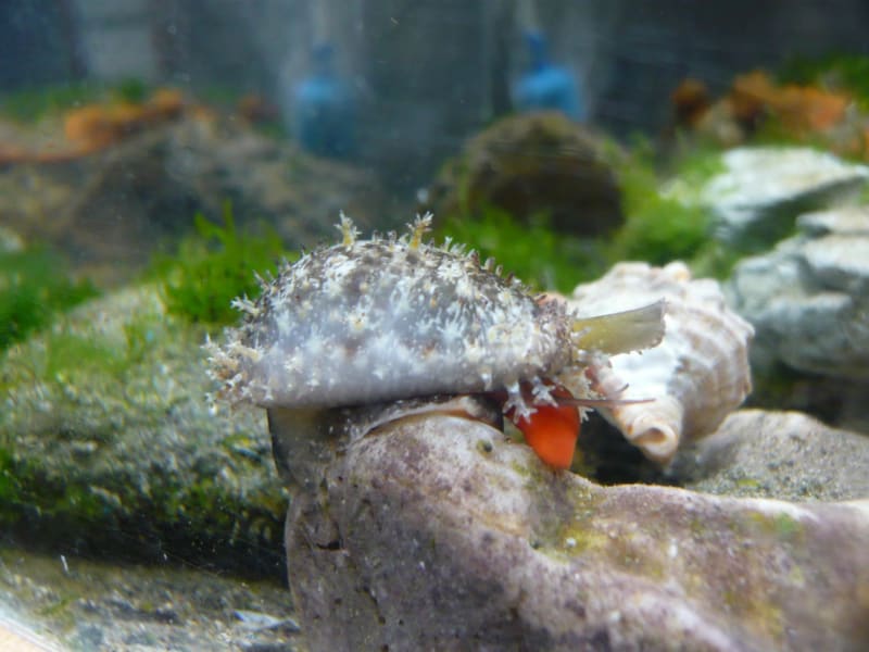オミナエシダカラ、ハツユキダカラ、シボリダカラ （生体画像