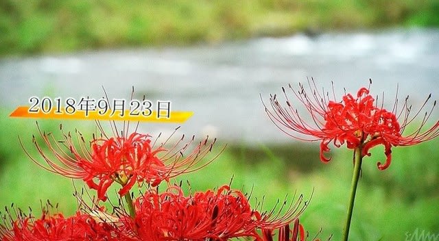 完璧主義 高橋祐次 YujiStyle 最終章～See You Again～その1 - 鮎と戯れ 釣り仕掛け・仕掛け用品