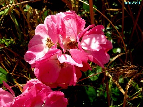 ロサ・カニーナ Rosa canina - The wild flowers of Portugal ロサ・カニーナ Rosa canina - The wild flowers of Portugal