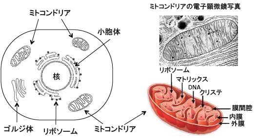 ミトコンドリアダイナミクス 機能研究から疾患・老化まで