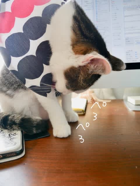 猫　毛づくろい くろねこごま毛づくろい 250720 - YouTube